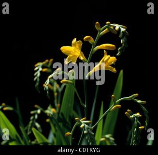 Flower spike di Crocosmia 'Vello d'Oro" Foto Stock