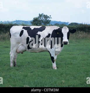 Holstein Frisone mucca mungitura su buona estate pascoli, Devon Foto Stock