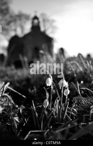 snowdrops in churchyard Foto Stock