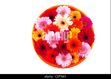 Round piastra arancione con un fresco e colorato Gerber isolato su bianco Foto Stock