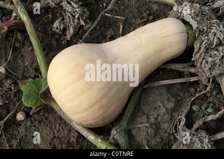 Winter Squash Early Butternut (Cucurbita moschata), frutta la posa sul suolo. Foto Stock