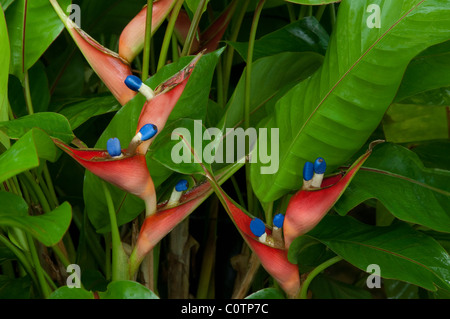 Giamaica Heliconia, Firebird (Heliconia stricta Dwarf Giamaica), fioritura. Foto Stock