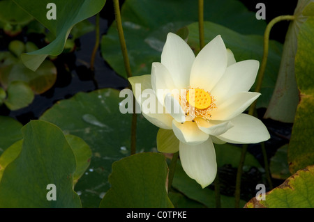 American Lotus, giallo Lotus (Nelumbo lutea), fiore. Foto Stock