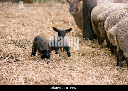 Agnelli gamboling Foto Stock