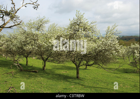 Damson Orchard alberi e Blossom nella valle Lyth Cumbria Lake District Foto Stock