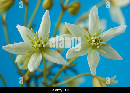 La clematide 'Moonbeam' (uomo vecchio con la barba, Traveller's gioia, Vergine's Bower). Aprile Foto Stock