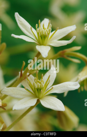 La clematide 'Moonbeam' (uomo vecchio con la barba, Traveller's gioia, Vergine's Bower). Aprile Foto Stock