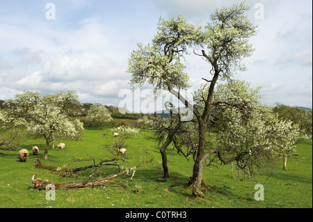 Damson alberi e Blossom nella valle Lyth Cumbria Lake District Foto Stock