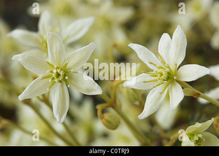 La clematide 'Moonbeam' (uomo vecchio con la barba, Traveller's gioia, Vergine's Bower). Aprile Foto Stock