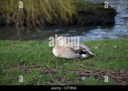 Duck sul Norfolk Broads Foto Stock