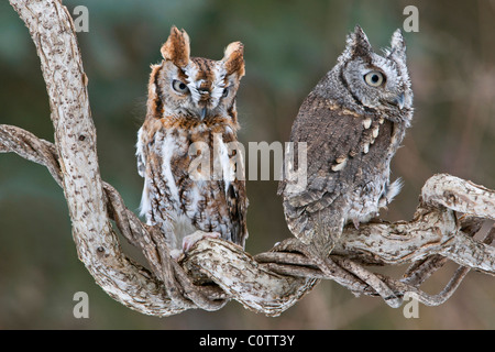 Common Screech Owls (Megascope asio), Rufous e Gray Phases Eastern North America, di Skip Moody/Dembinsky Photo Assoc Foto Stock