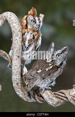 Common Screech Owls (Megascope asio), Rufous e Gray Phases Eastern North America, di Skip Moody/Dembinsky Photo Assoc Foto Stock