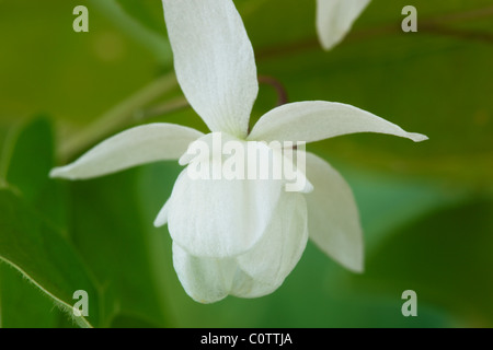 × Epimedium youngianum Niveum "' AGM (Barrenwort nevoso, Vescovo di mitre) possono Foto Stock