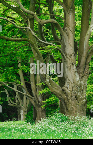 Beech avenue vicino Badbury anelli in primavera, Dorset, Regno Unito Maggio 2008 Foto Stock