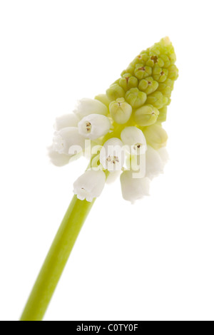 Isolato magia bianca fiore di Muscari botryoides Foto Stock