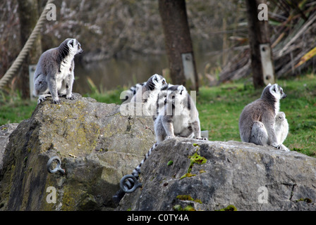 Un piccolo gruppo di anello tailed lemuri nel giardino zoologico di Dublino Irlanda Foto Stock