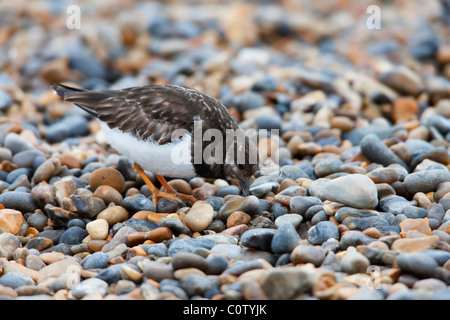 Voltapietre Arenaria interpres adulto in non-allevamento piumaggio invernale alimentazione su una banca di scandole Foto Stock