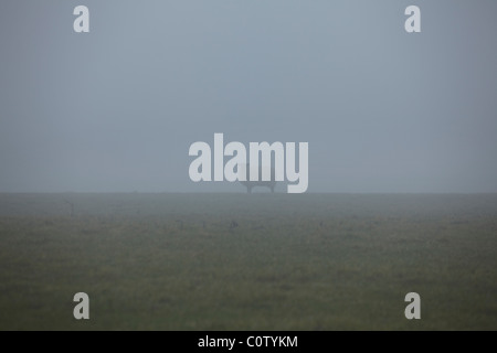 Unica pecora avvolta nella nebbia Foto Stock