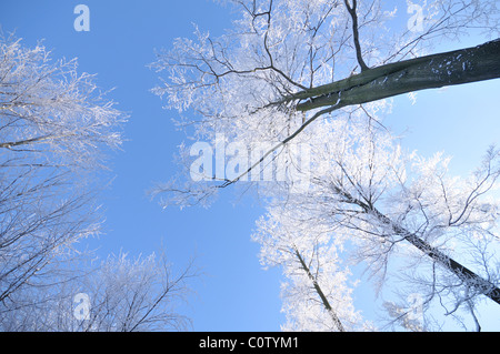 Alberi in inverno coperto dal gelo e neve Foto Stock