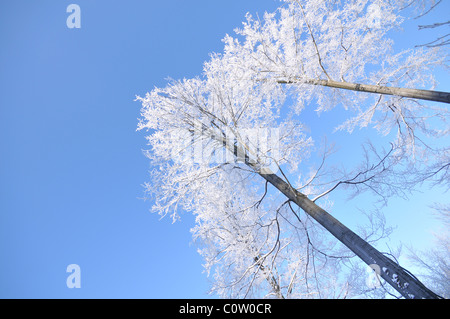 Alberi in inverno coperto dal gelo e neve Foto Stock