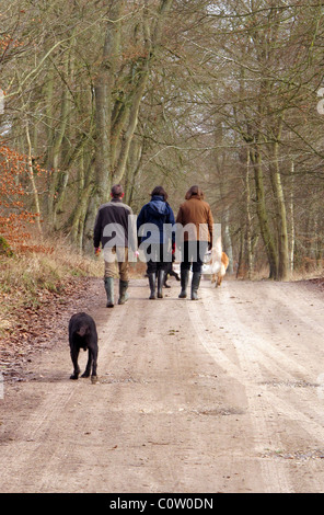 La gente camminare il cane nella foresta Savernake, campagna britannica, Wiltshire, Regno Unito Foto Stock