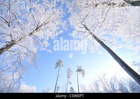 Alberi in inverno coperto dal gelo e neve Foto Stock