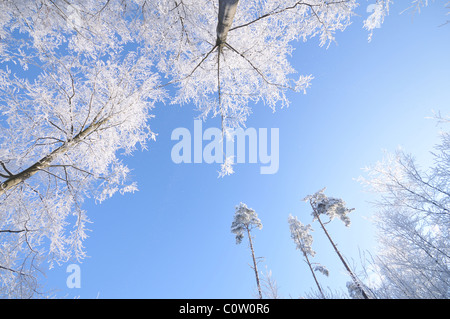 Alberi in inverno coperto dal gelo e neve Foto Stock