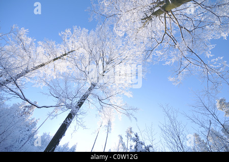 Alberi in inverno coperto dal gelo e neve Foto Stock