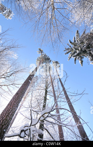 Alberi in inverno coperto dal gelo e neve Foto Stock