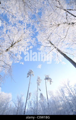 Alberi in inverno coperto dal gelo e neve Foto Stock