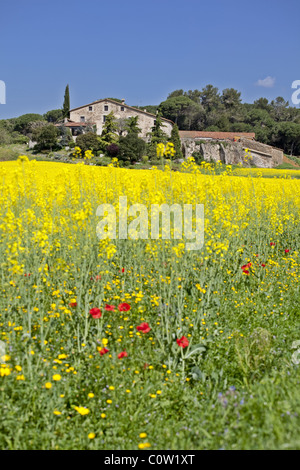 Masia (tipica casa colonica catalana) con springbreak fiori. Foto Stock