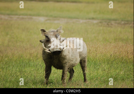 Warthog - cratere di Ngorongoro, Serengeti, Tanzania Africa orientale Foto Stock