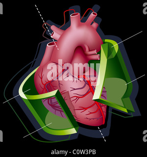 Cuore umano Foto Stock