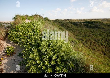 Dune di sabbia sulla isolato e non sviluppata porzione di South Padre Island, contemplati nel mare di avena e centella, vicino a Port Mansfield TX Foto Stock