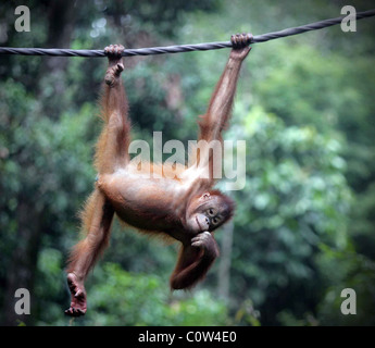 Un Orangutan selvatici alimenta al Sepilok centro di alimentazione nella foresta del Borneo malaysiano. Foto Stock