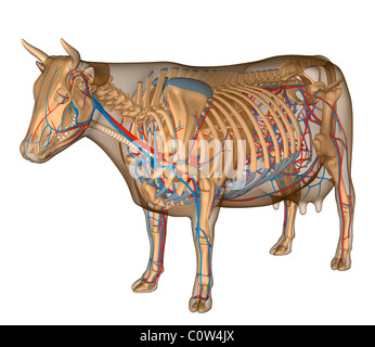 Anatomia della mucca circolarmente apparato respiratorio Foto Stock