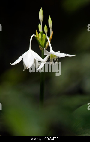 Amazon Lily (Wild cipolla) - La Selva Jungle Lodge, regione amazzonica, Ecuador Foto Stock