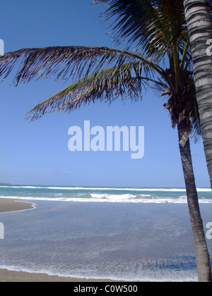 Un albero di palme sulla spiaggia e cielo blu Foto Stock