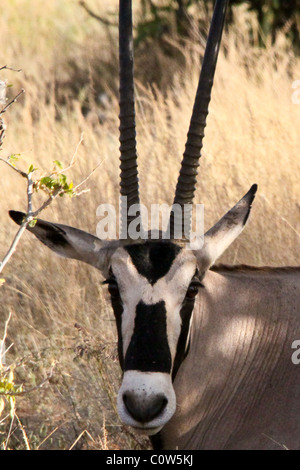 Beisa Oryx, Samburu riserva nazionale, Kenya, Africa Foto Stock