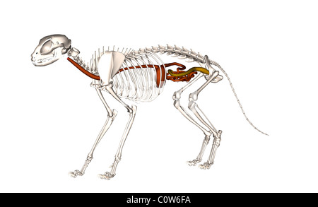 Anatomia della digestione cat Foto Stock