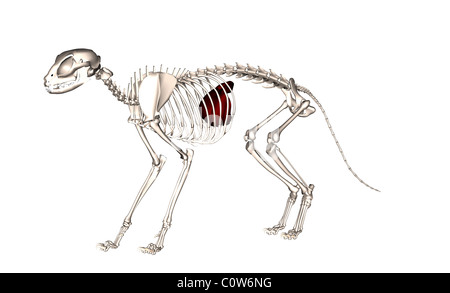 Anatomia del fegato di gatto Foto Stock