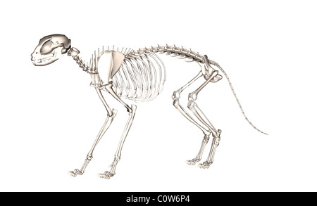Anatomia dello scheletro di gatto Foto Stock
