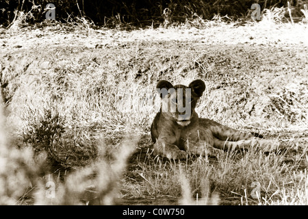Lion Cub, Lake Nakuru, Kenya, Africa Foto Stock