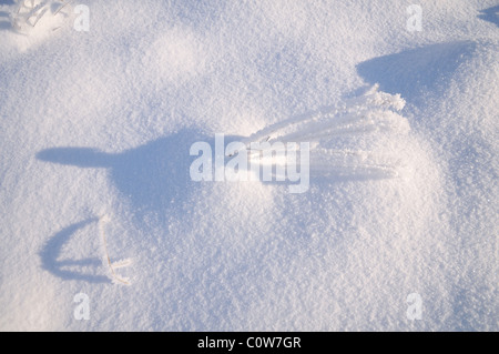 Close up di neve fresca con un impianto furono sepolti Foto Stock