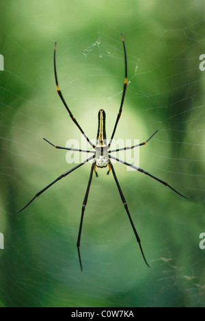 Giant Golden Orb Weaver Spider sul suo web nella Foresta Pluviale di Sinharaja,, Sri Lanka Foto Stock