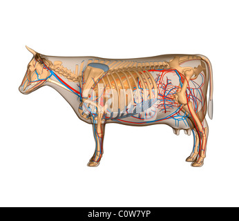 Anatomia della mucca circulary apparato respiratorio Foto Stock