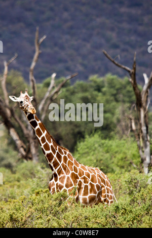 La giraffa, Samburu riserva nazionale, Kenya, Africa Foto Stock