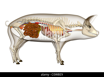 Anatomia di maiale organi polmoni cuore scheletro dello stomaco Foto Stock