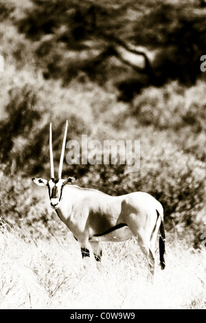 Beisa Oryx, Samburu riserva nazionale, Kenya, Africa Foto Stock