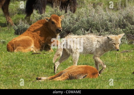 Coyote la crociera attraverso la mandria di bufali. Foto Stock